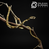 Blunthead Slug Snake - Aplopeltura boa - Cold Blooded Shop