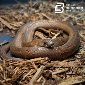 Serpiente kukri marrón - Oligodon purpurascens