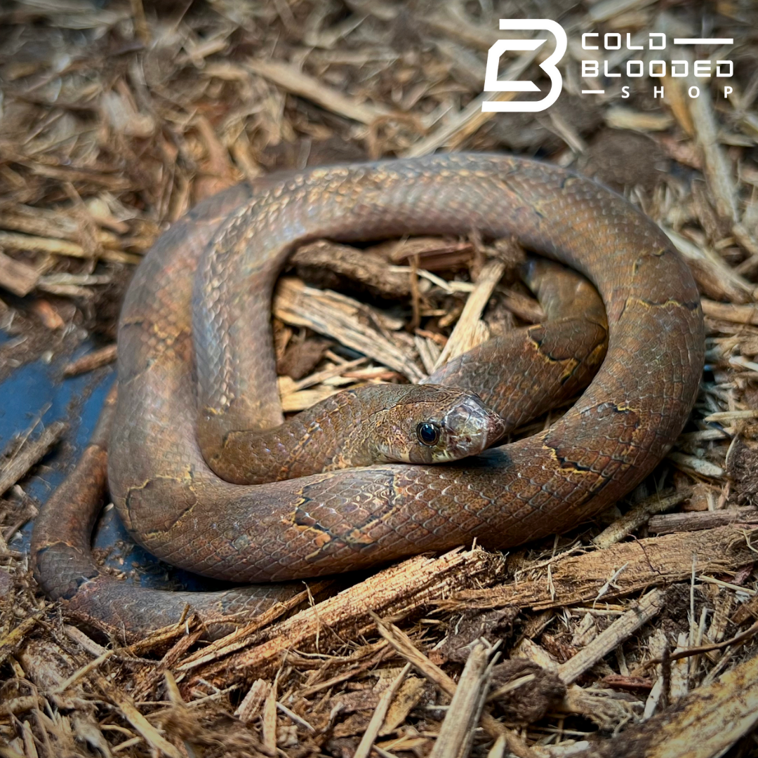 Serpiente kukri marrón - Oligodon purpurascens
