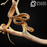 Keeled Slug-eating Snake - Pareas carinatus - Cold Blooded Shop