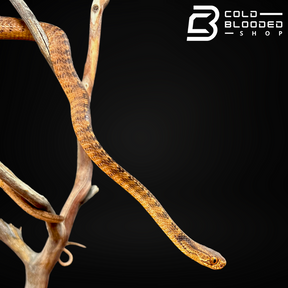 Serpiente comedora de babosas con quilla - Pareas carinatus