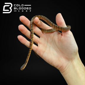 Keeled Slug-eating Snake - Pareas carinatus - Cold Blooded Shop