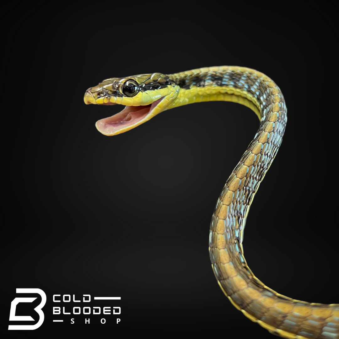 Painted Bronzeback Snake - Dendrelaphis Pictus