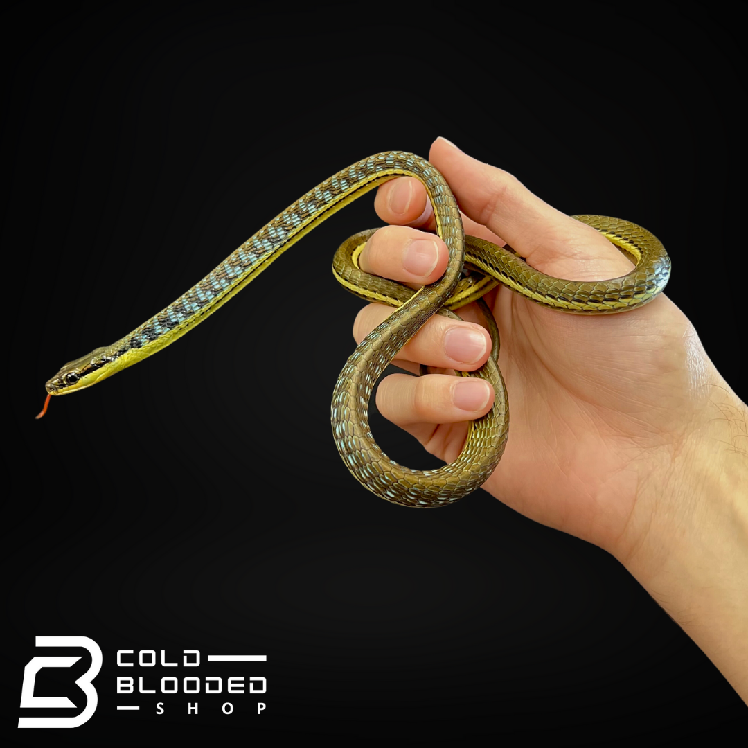 Painted Bronzeback Snake - Dendrelaphis Pictus