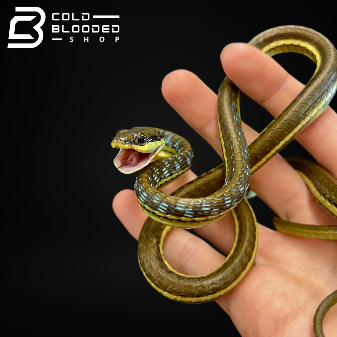 Painted Bronzeback Snake - Dendrelaphis Pictus