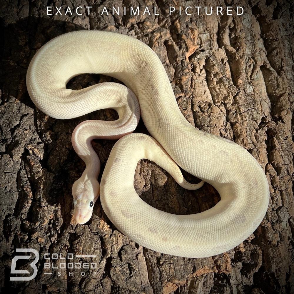 Ball Python Spider Female Sub-Adult Enchi Spider Puma Ball Python