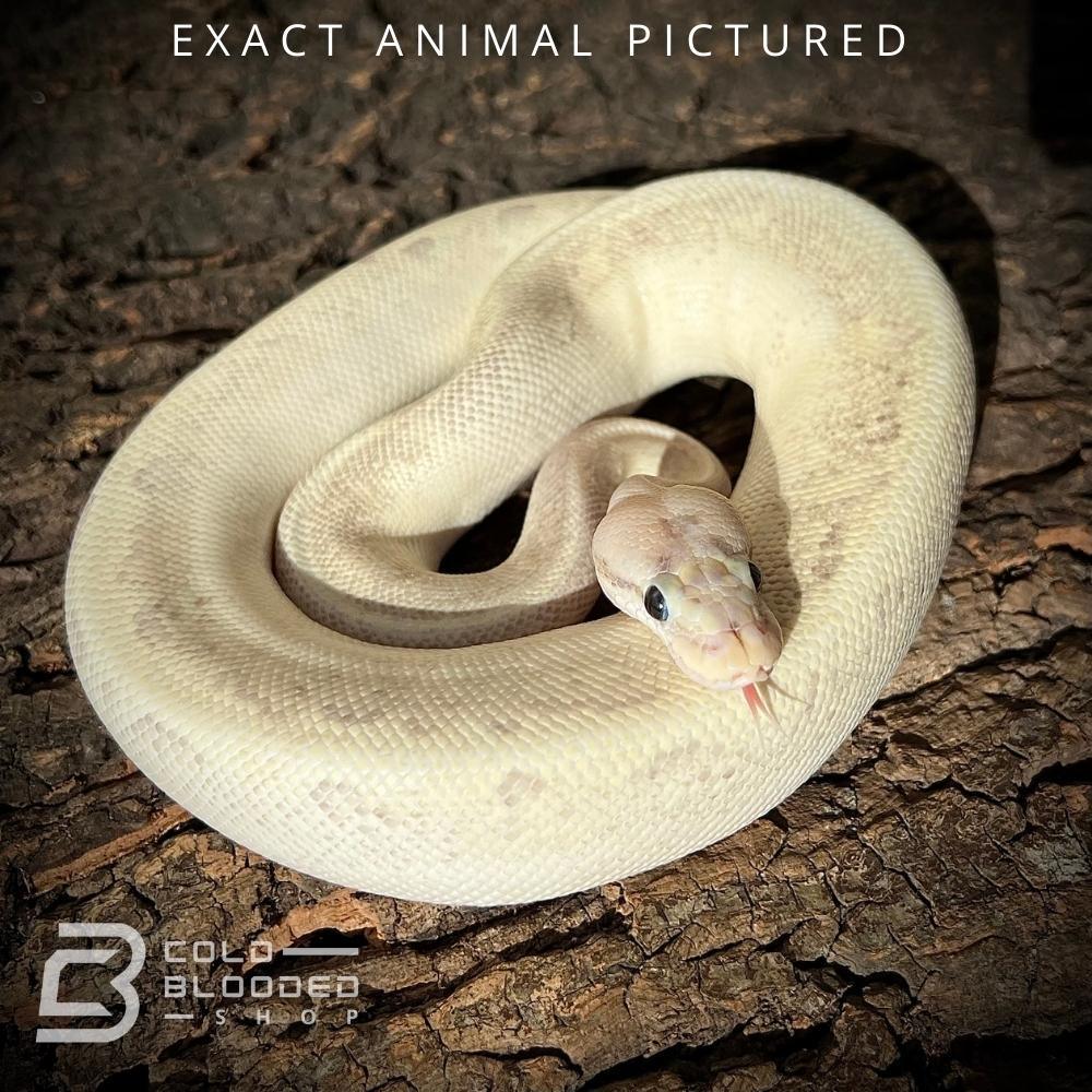 Female Sub-Adult Enchi Spider Puma Ball Python for sale - Cold Blooded Shop