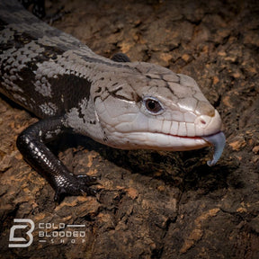 Sub-Adult Axanthic Halmahera Blue Tongue Skink for sale - Cold Blooded Shop