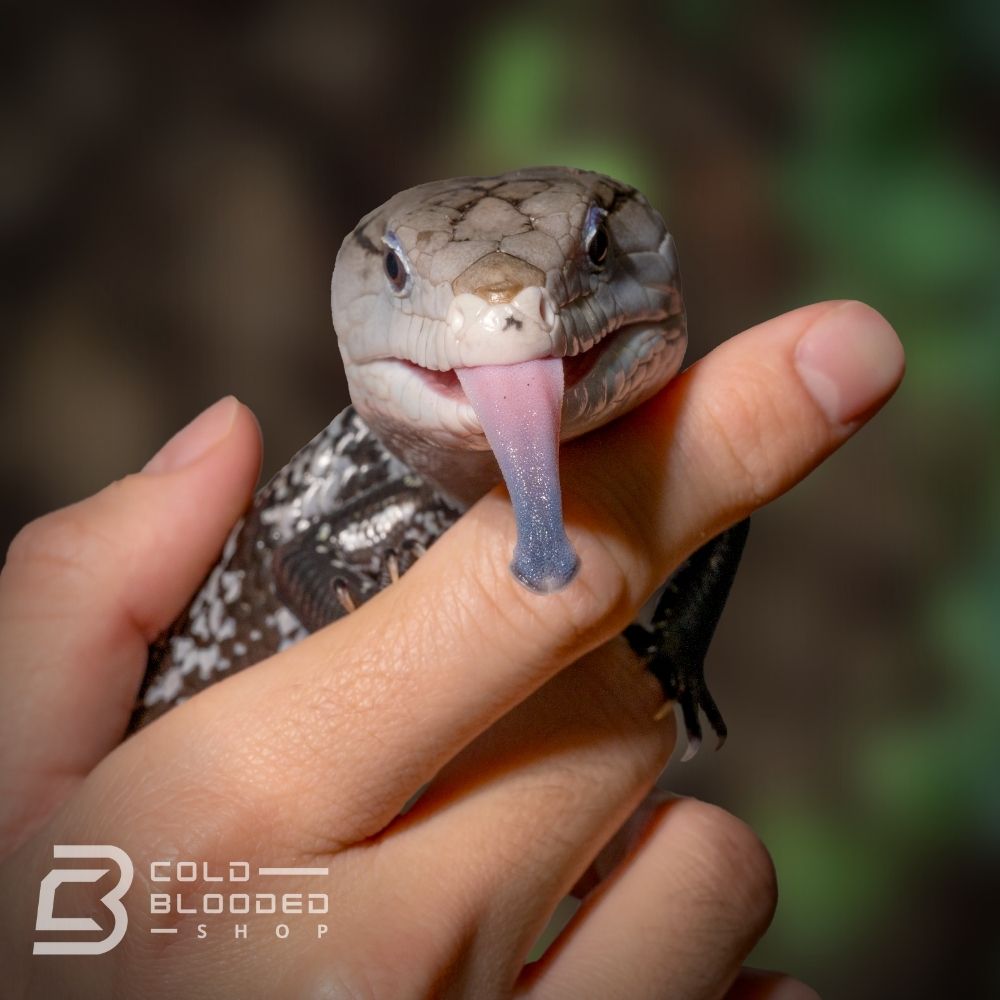 Sub-Adult Axanthic Halmahera Blue Tongue Skink for sale - Cold Blooded Shop