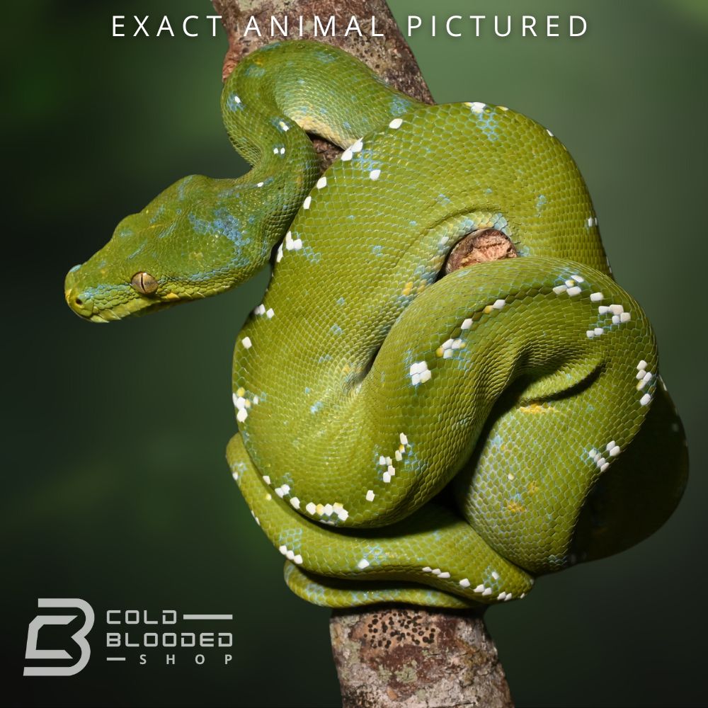 Python Green Subi Male Sub-Adult Aru Green Tree Python