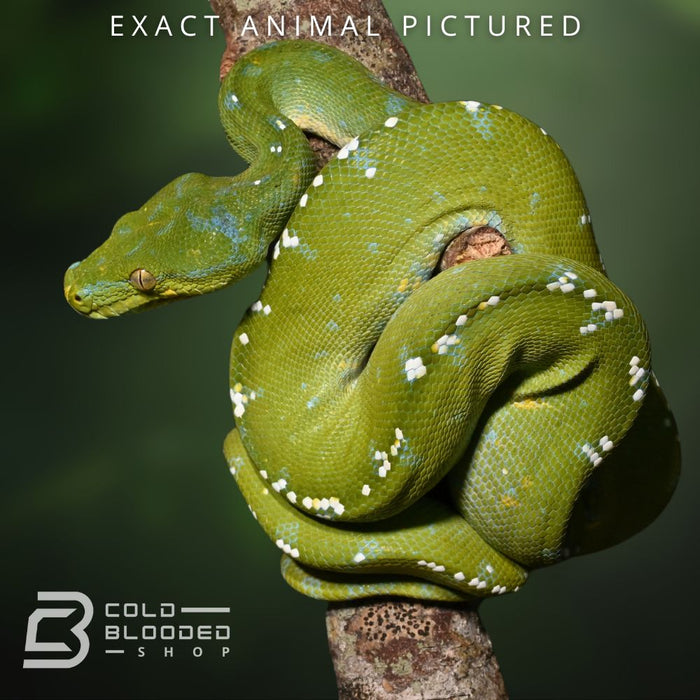 Male Sub-Adult Aru Green Tree Python