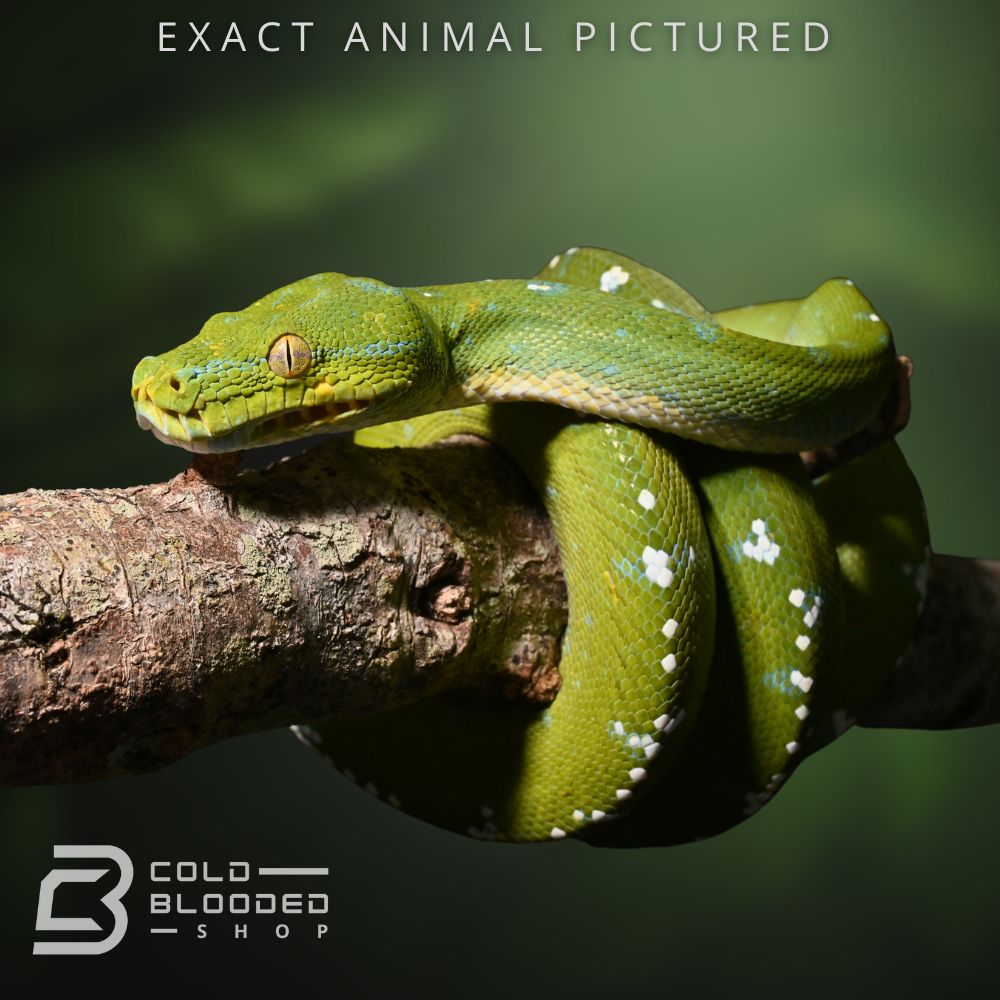 Male Sub-Adult Aru Green Tree Python