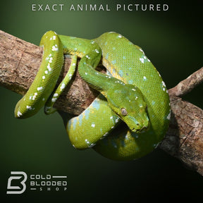 Sub-Adult Aru Green Tree Python for sale - Cold Blooded Shop