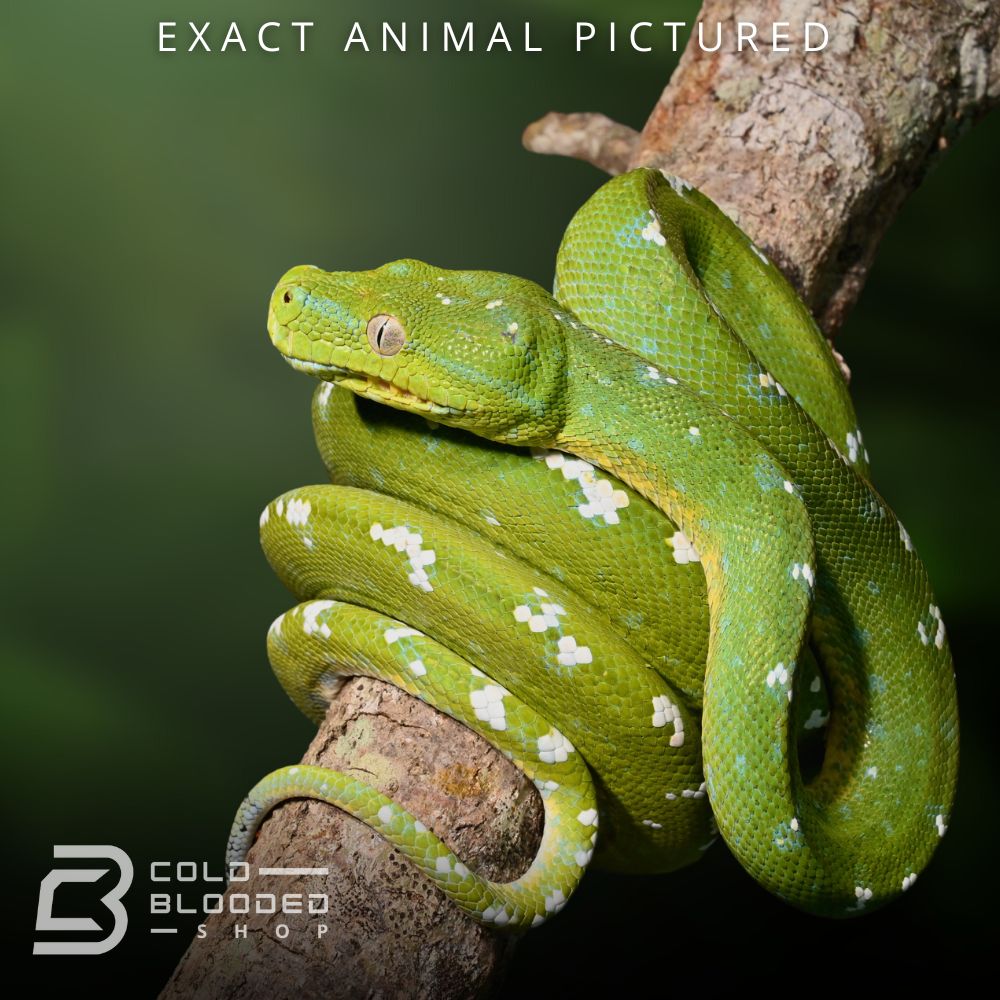 Male Sub-Adult Aru Green Tree Python