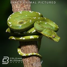 Sub-Adult Aru Green Tree Python for sale - Cold Blooded Shop