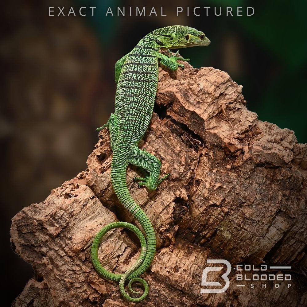 Tree Monitor Complex How Big Does A Green Tree Monitor Get