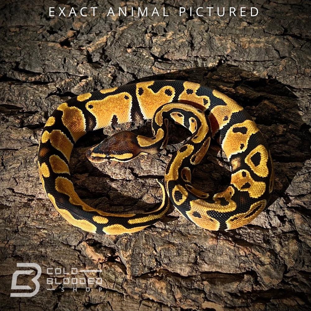 Het Clown Ball Python Pastel 66% Het Clown Royal Python 2023 (Male)