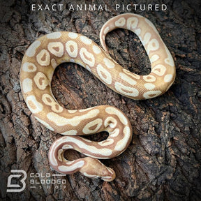 Male Sub-Adult Banana Pastave Ball Python for sale - Cold Blooded Shop