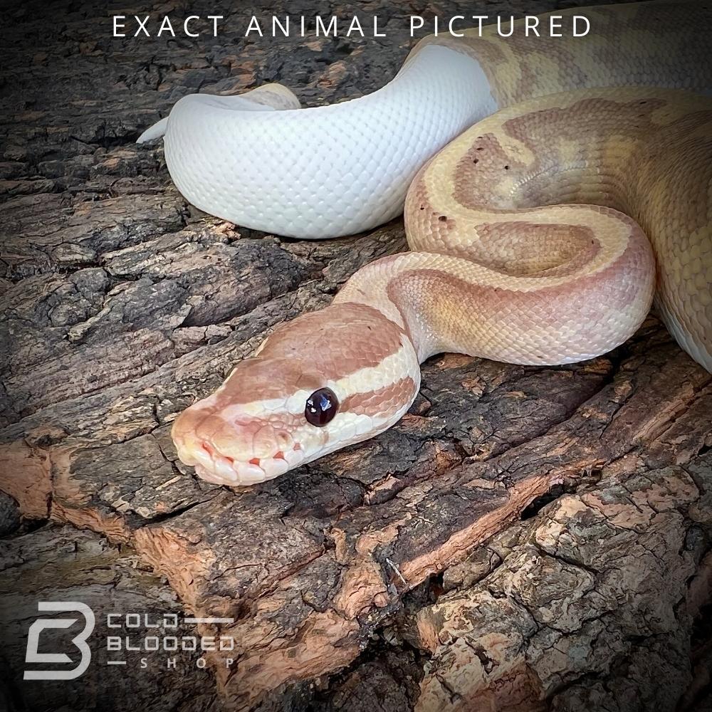 Male Sub-Adult Banana Pied Ball Python for sale - Cold Blooded Shop