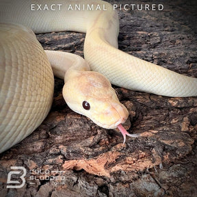 Male Adult Banana Champagne Enchi Ball Python for sale - Cold Blooded Shop