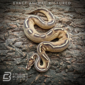 Female Sub-Adult Freeway Ball Python for sale - Cold Blooded Shop