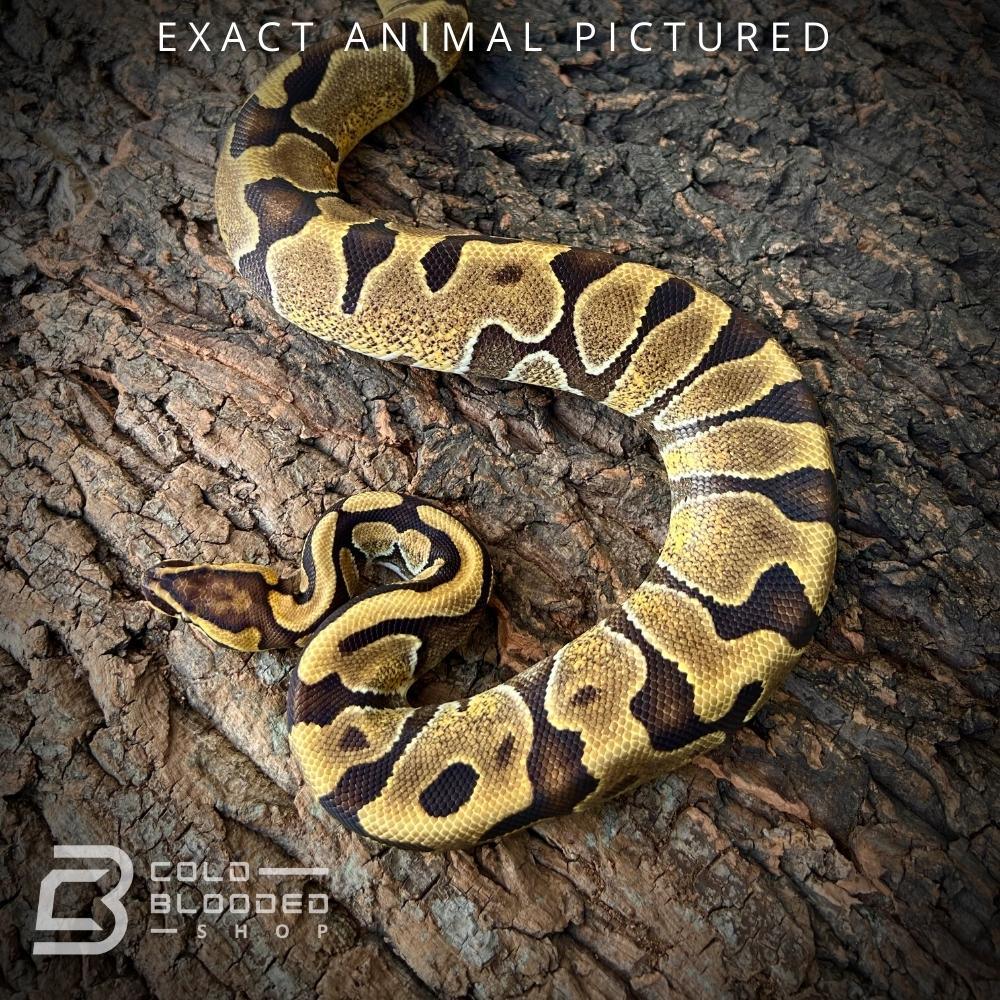 Het Pie Python Sub-Adult Enchi Het Pied Ball python