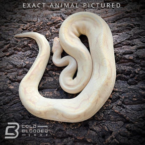 Male Adult Banana Champagne Enchi Ball Python for sale - Cold Blooded Shop