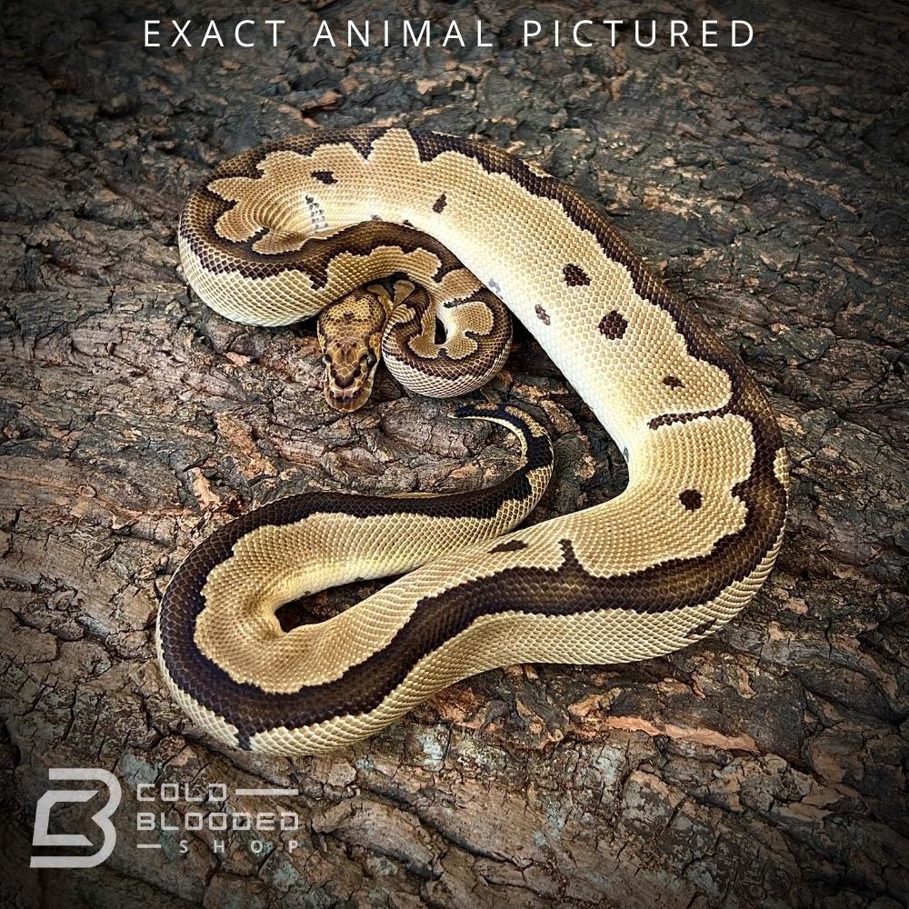 Sub-Adult Blade Clown Ball Python