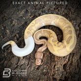 Male Sub-Adult Banana Pied Ball Python for sale - Cold Blooded Shop