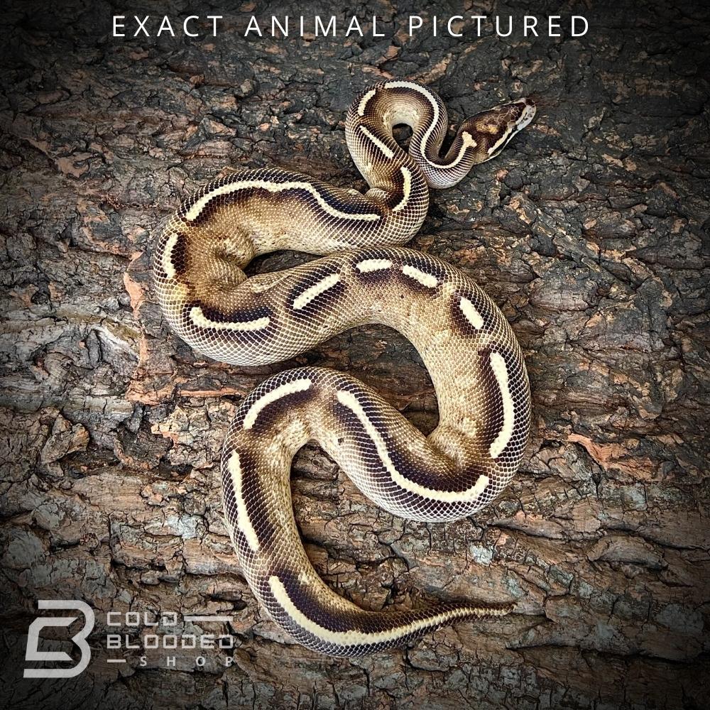 Female Sub-Adult Freeway Ball Python for sale - Cold Blooded Shop