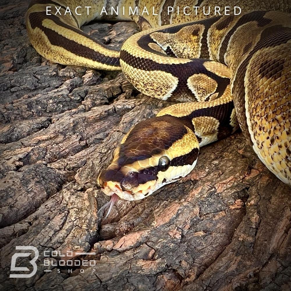 Het Pie Python Sub-Adult Enchi Het Pied Ball python