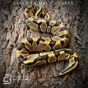 Female Sub-Adult Enchi Het Pied Ball python for sale - Cold Blooded Shop