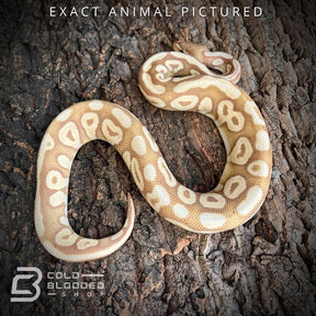 Male Sub-Adult Banana Pastave Ball Python for sale - Cold Blooded Shop