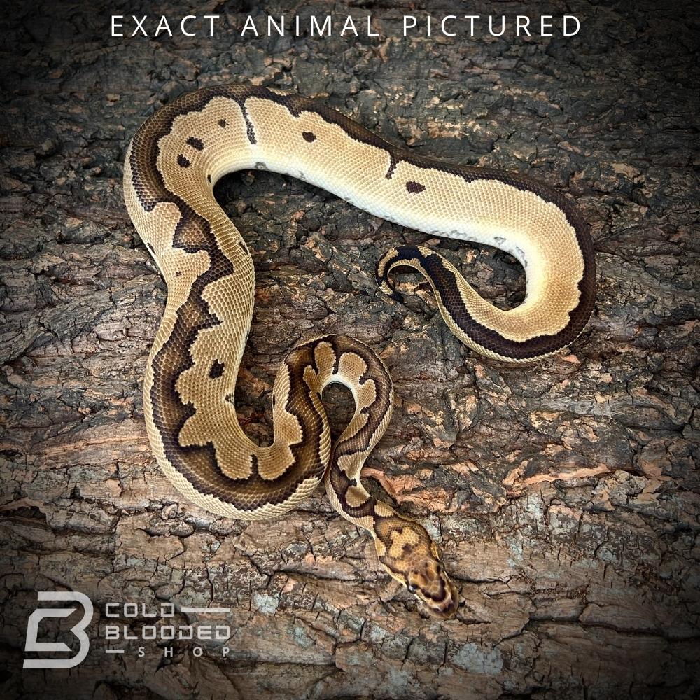 Sub-Adult Blade Clown Ball Python
